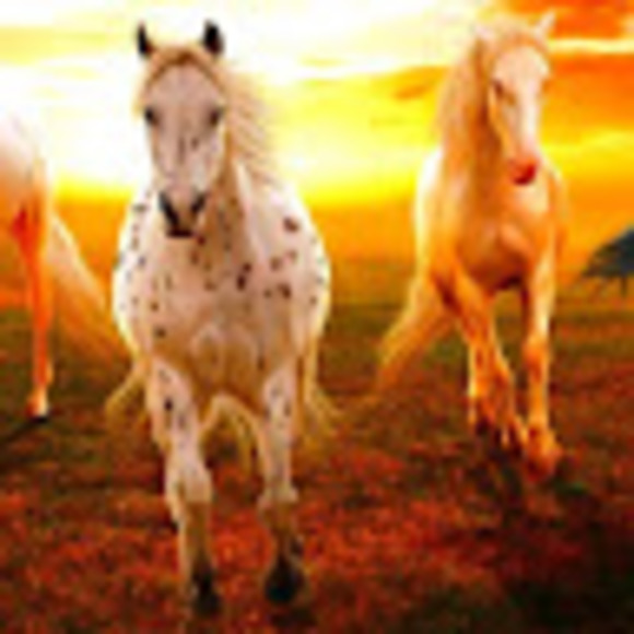 Meet your Posher, Labbitt - Picture 1 of 1